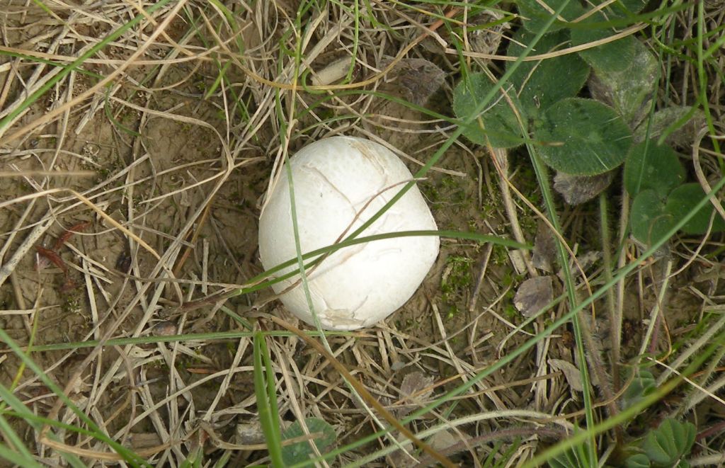 Bovista forse plumbea?